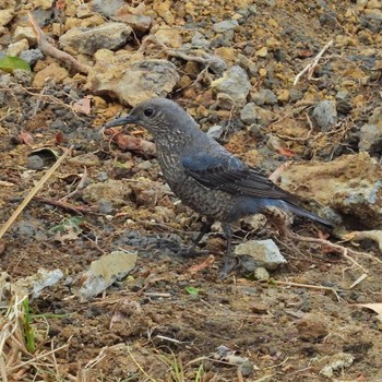 Blue Rock Thrush 生駒市小平尾町 Sat, 4/27/2024