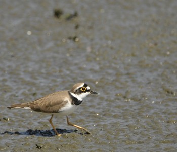 Little Ringed Plover 港野野鳥公園 Unknown Date