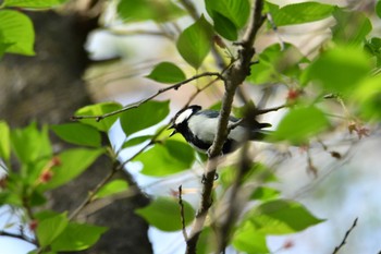 Japanese Tit Shakujii Park Sun, 4/14/2024