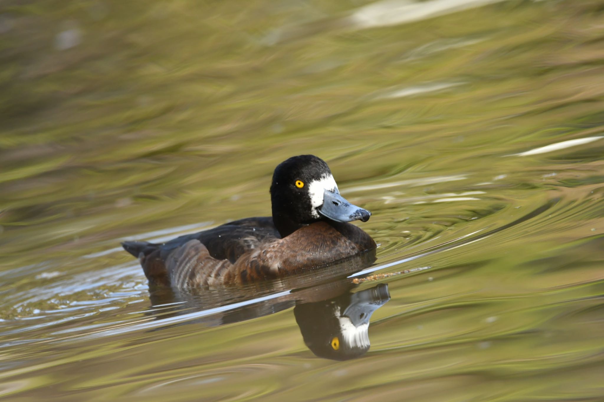 Photo of Greater Scaup at Shakujii Park by なべし