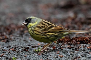 Masked Bunting Unknown Spots Tue, 4/23/2024