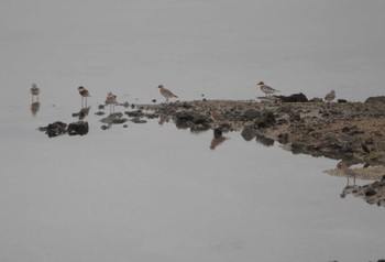 メダイチドリ 大阪南港野鳥園 2024年4月26日(金)