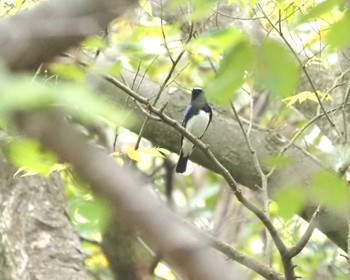 オオルリ 大阪南港野鳥園 2024年4月26日(金)