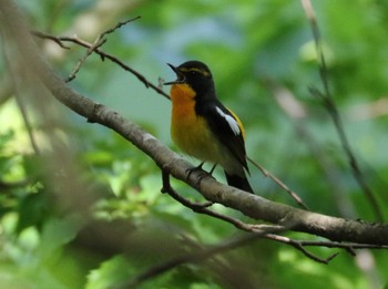 Narcissus Flycatcher Hayatogawa Forest Road Fri, 4/26/2024