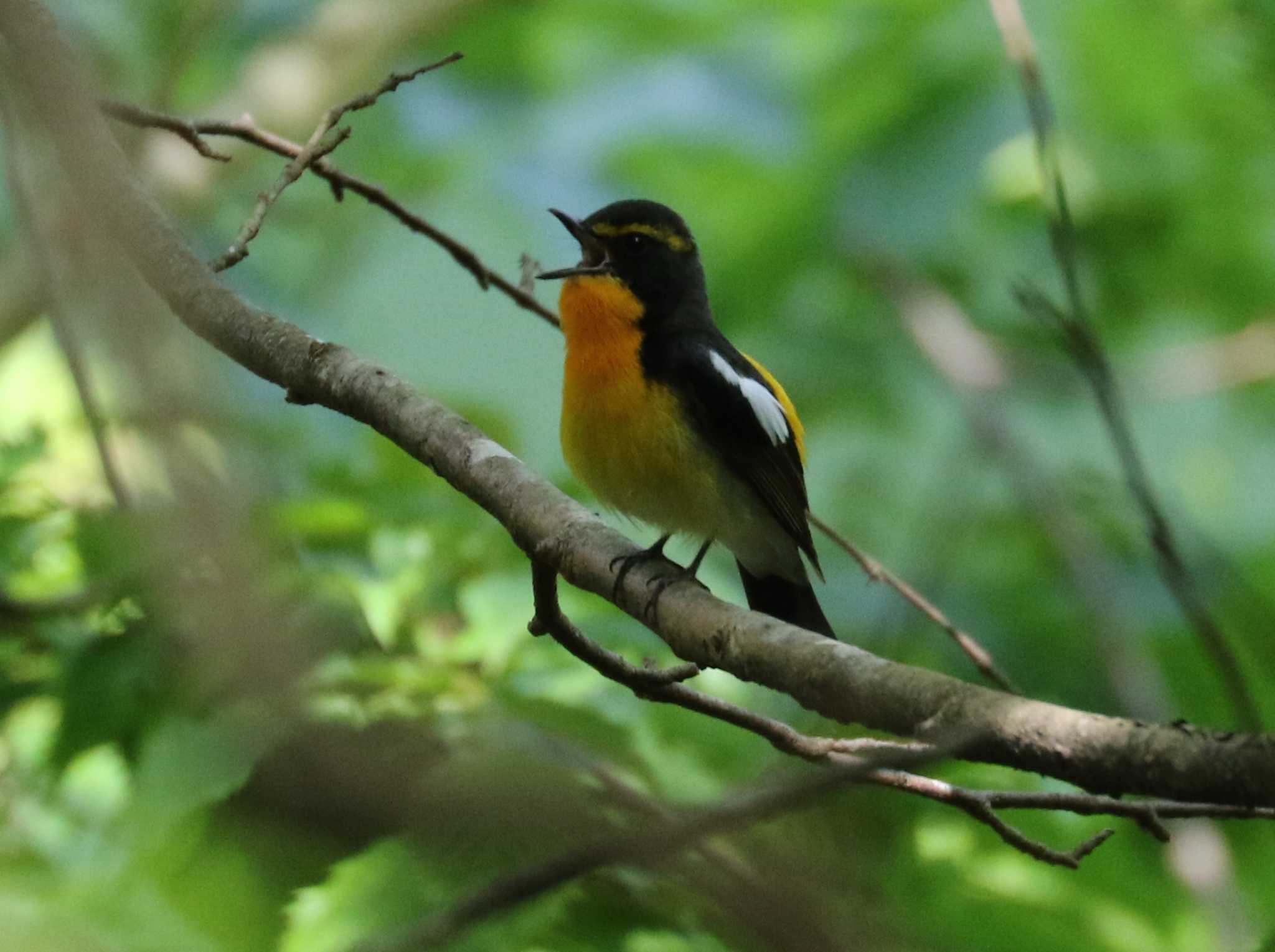 Photo of Narcissus Flycatcher at Hayatogawa Forest Road by テツ