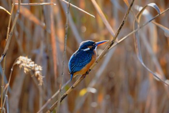 Common Kingfisher 小池公園 Tue, 1/3/2023