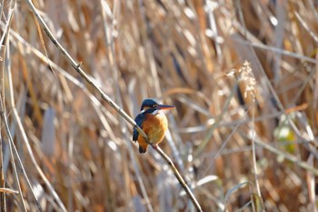 Common Kingfisher 小池公園 Tue, 1/3/2023