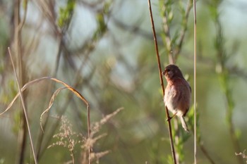 Siberian Long-tailed Rosefinch 十勝エコロジーパーク Fri, 4/26/2024
