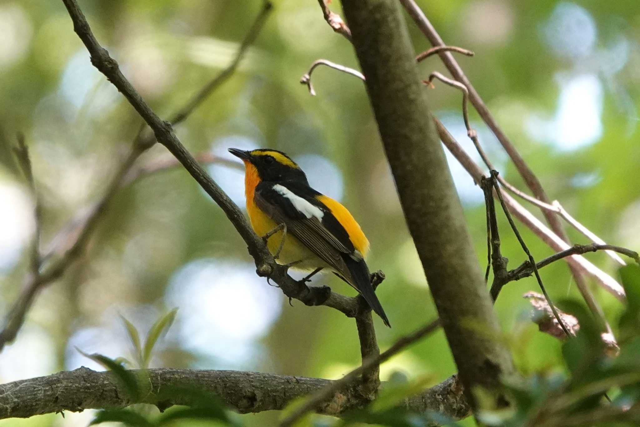 Photo of Narcissus Flycatcher at 養老公園 by 里川