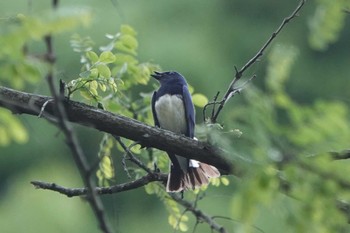 Blue-and-white Flycatcher 岐阜県海津市 Thu, 4/25/2024