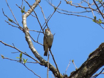 Asian Brown Flycatcher 荒沢湿原 Sun, 4/21/2024