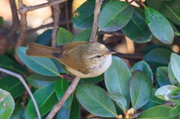 Japanese Bush Warbler 金ヶ崎公園(明石市) Fri, 3/22/2024