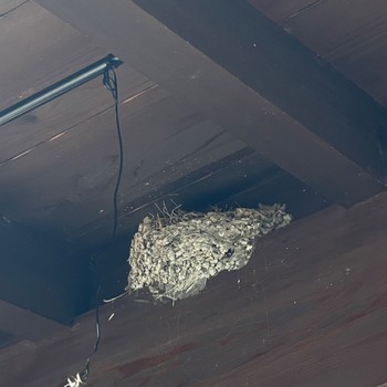 Barn Swallow ツバメハイツA (2024) Sat, 4/27/2024