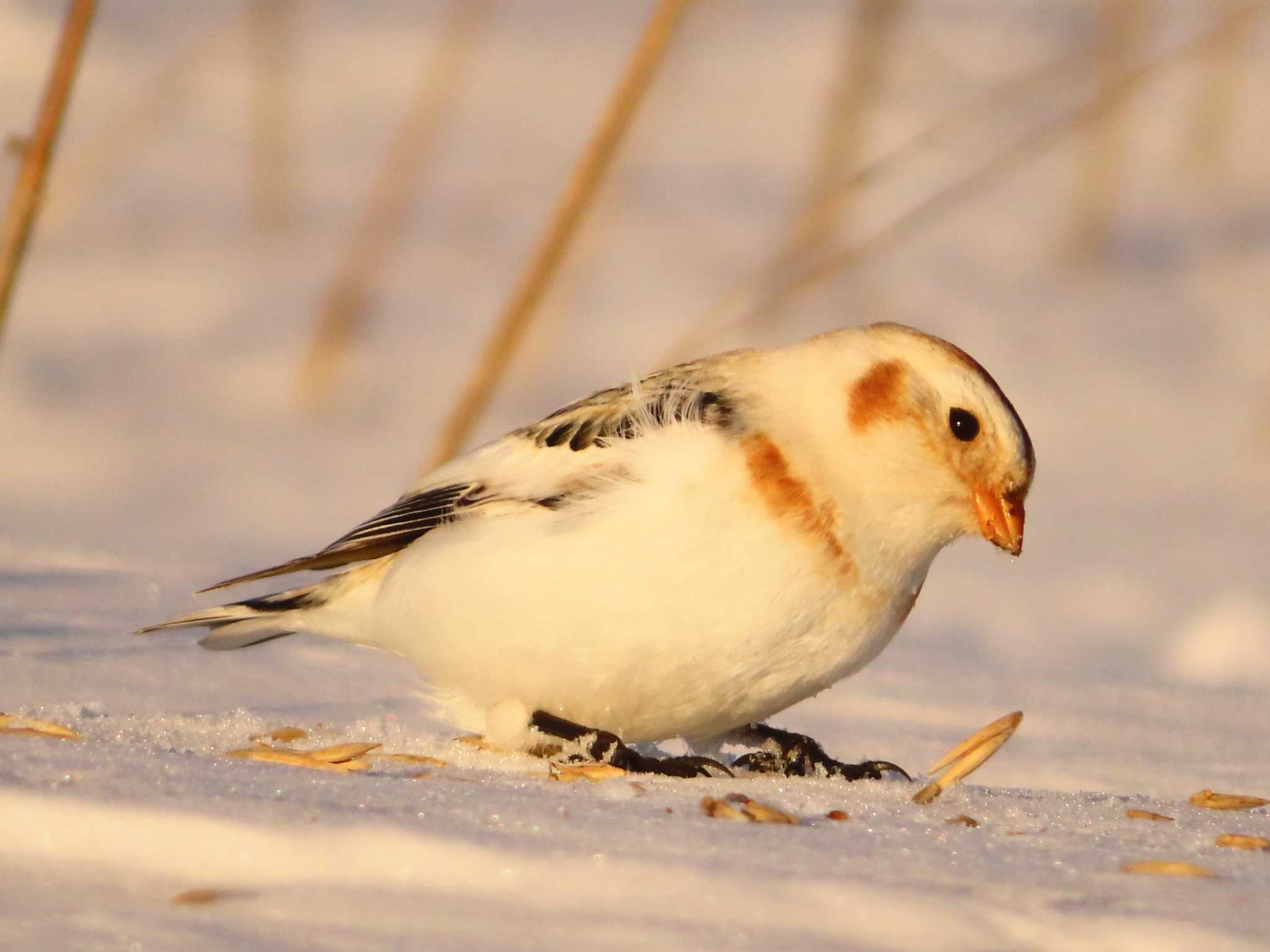 Snow Bunting