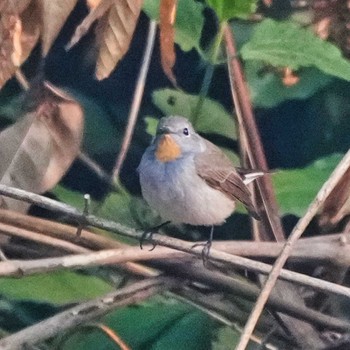 Taiga Flycatcher Tham Pla National Park Tue, 4/9/2024