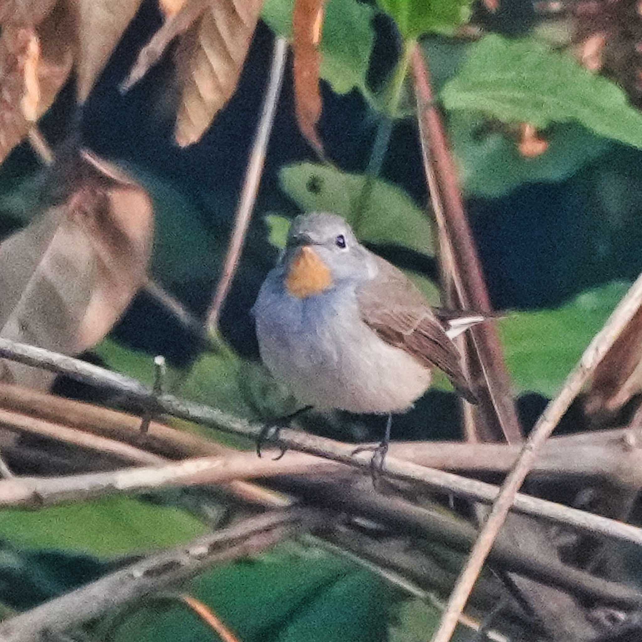 Photo of Taiga Flycatcher at Tham Pla National Park by span265