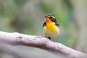 Narcissus Flycatcher 名古屋平和公園 Thu, 4/25/2024