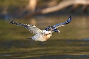 Crested Kingfisher Unknown Spots Tue, 4/16/2024