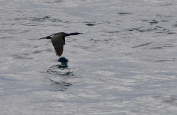 Pelagic Cormorant Miyakejima Island Tue, 4/23/2024