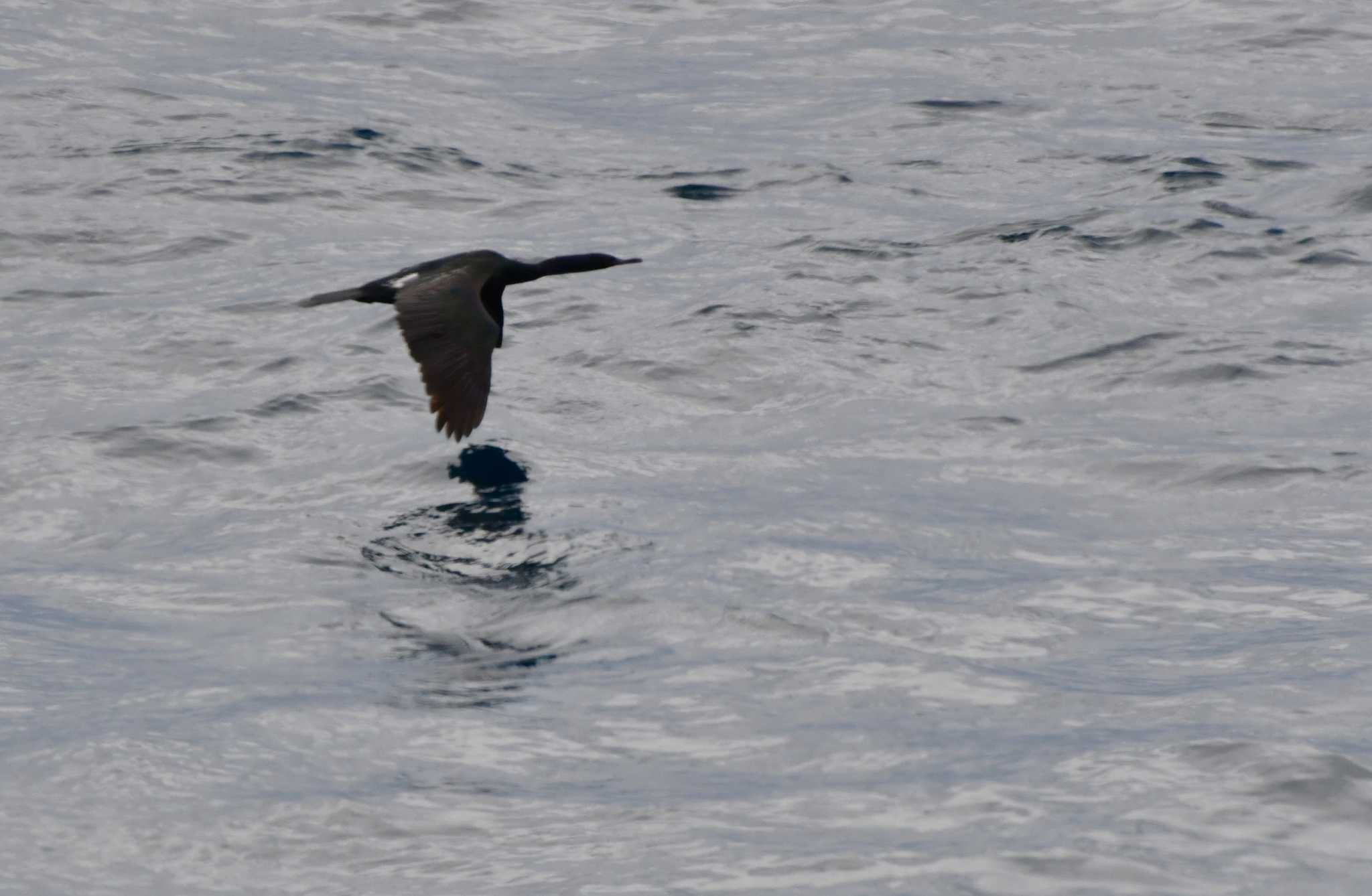 Photo of Pelagic Cormorant at Miyakejima Island by geto