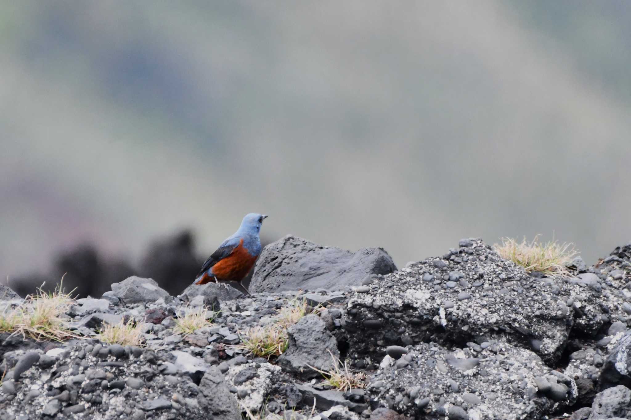 Photo of Blue Rock Thrush at Miyakejima Island by geto