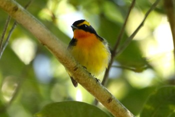 Narcissus Flycatcher 鹿児島県姶良市 Thu, 4/25/2024