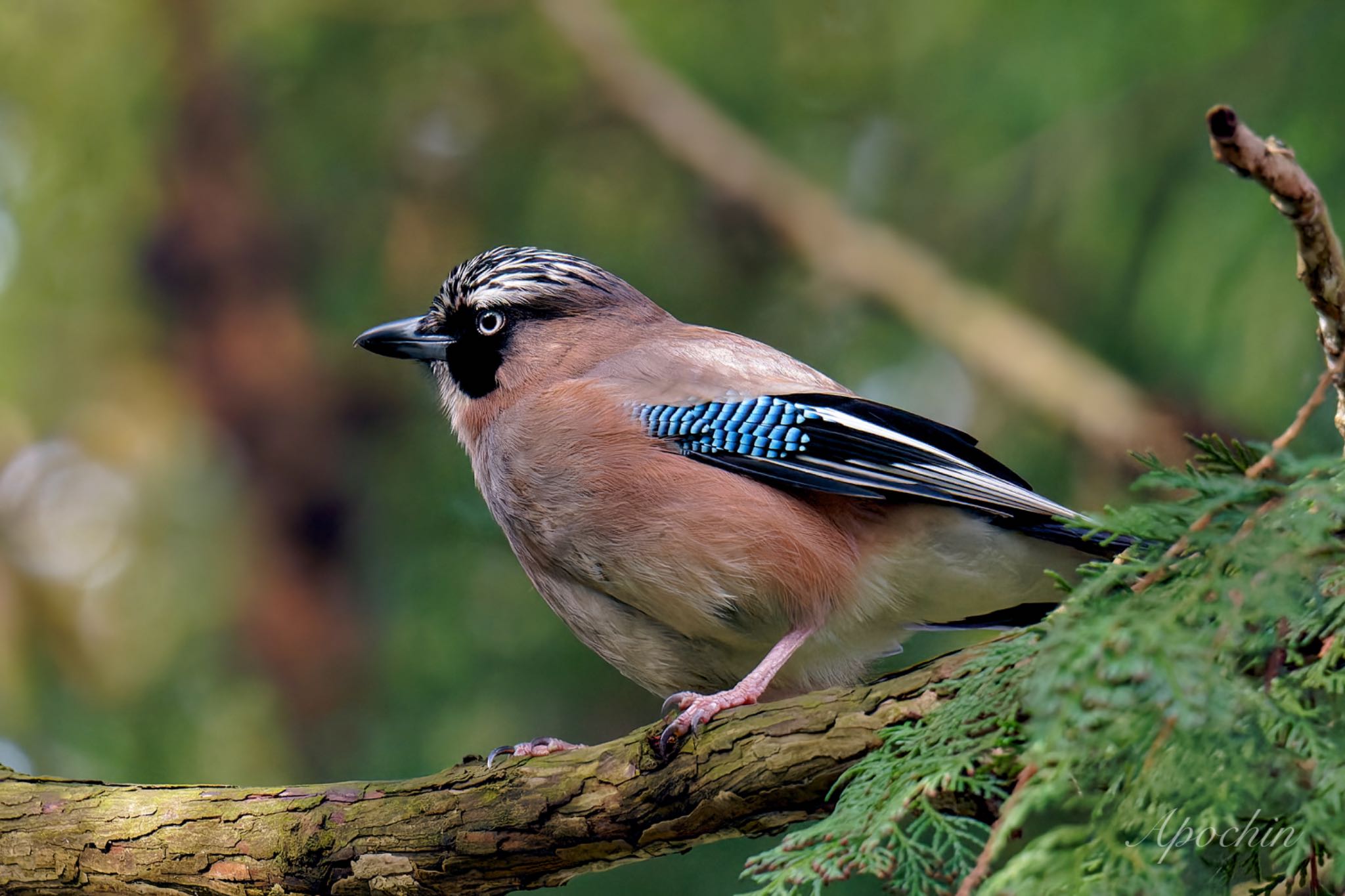 Eurasian Jay