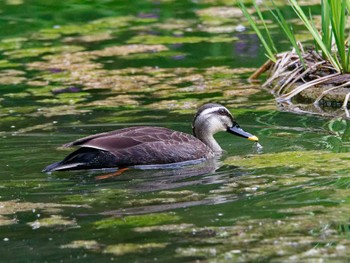 Eastern Spot-billed Duck 横浜市立金沢自然公園 Sat, 4/27/2024