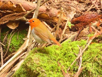 Japanese Robin 日向渓谷 Sat, 4/20/2024