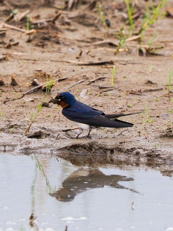 Barn Swallow Teganuma Sat, 4/27/2024