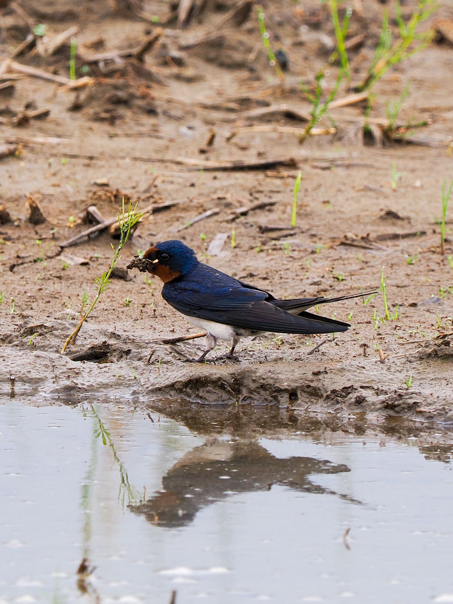 Photo of Barn Swallow at Teganuma by daffy@お散歩探鳥＆遠征探鳥♪