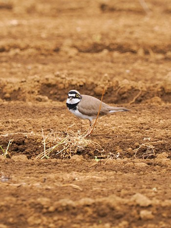 Little Ringed Plover Teganuma Sat, 4/27/2024