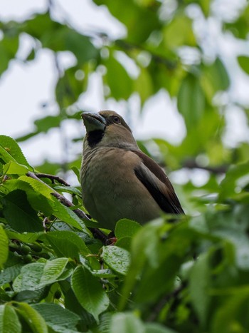 Hawfinch Teganuma Sat, 4/27/2024