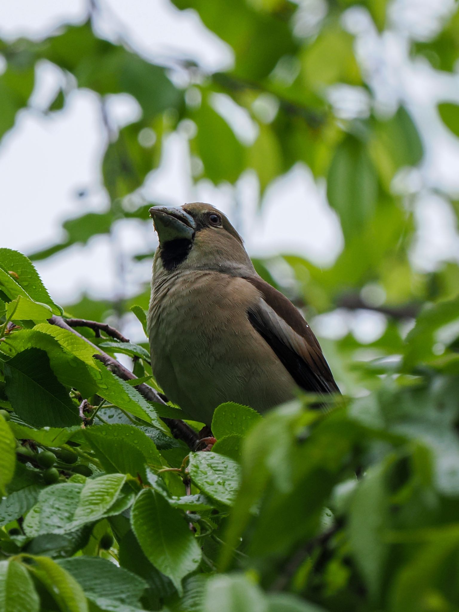 Photo of Hawfinch at Teganuma by daffy@お散歩探鳥＆遠征探鳥♪