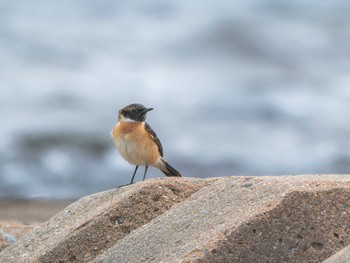 Amur Stonechat 長崎県 Sat, 3/30/2024