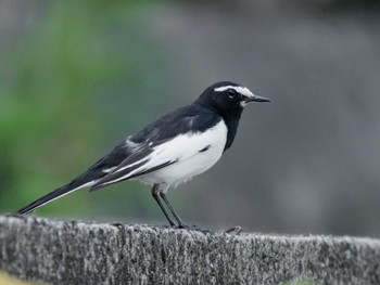 Japanese Wagtail 長崎県 Sat, 4/13/2024