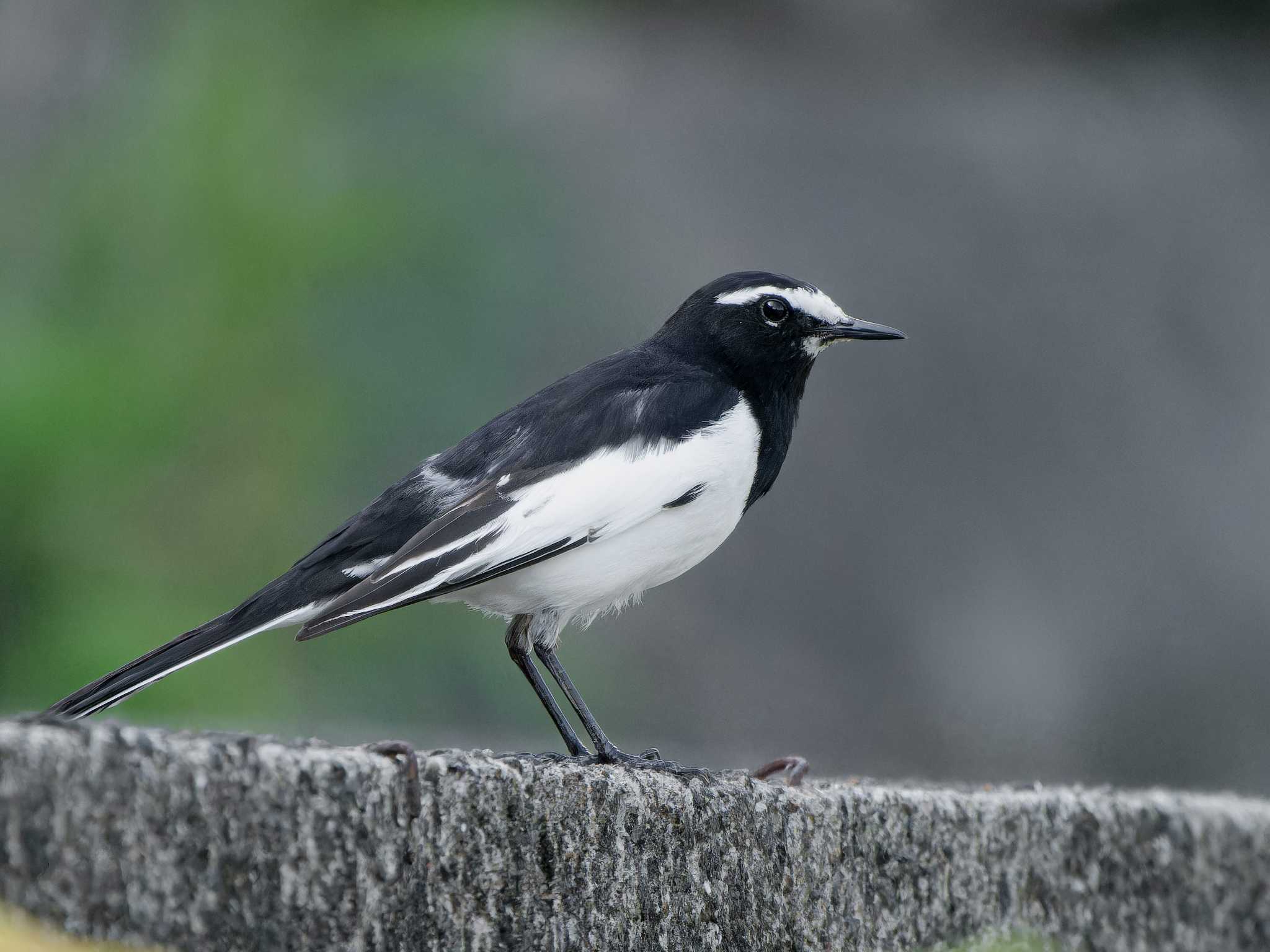 Photo of Japanese Wagtail at 長崎県 by ここは長崎