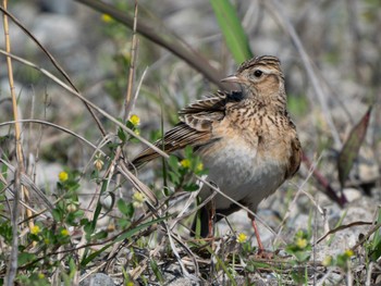 Eurasian Skylark 長崎県 Sat, 4/13/2024