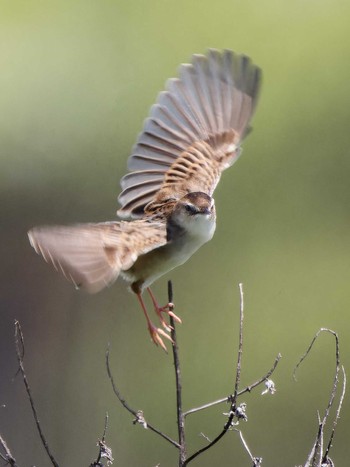 Zitting Cisticola 長崎県 Sat, 4/13/2024