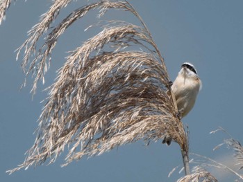 Chinese Penduline Tit 長崎県 Sat, 4/13/2024