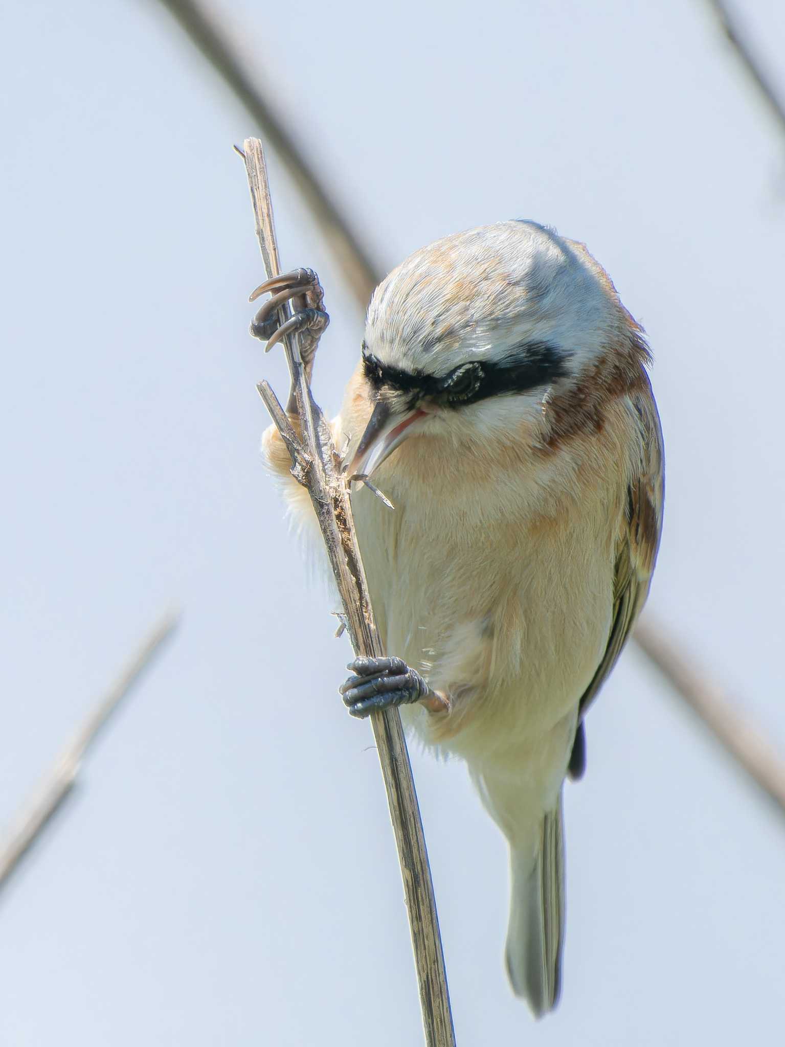 Photo of Chinese Penduline Tit at 長崎県 by ここは長崎