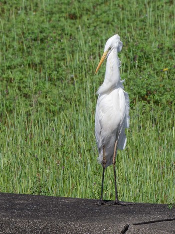 Great Egret 長崎県 Sat, 4/13/2024