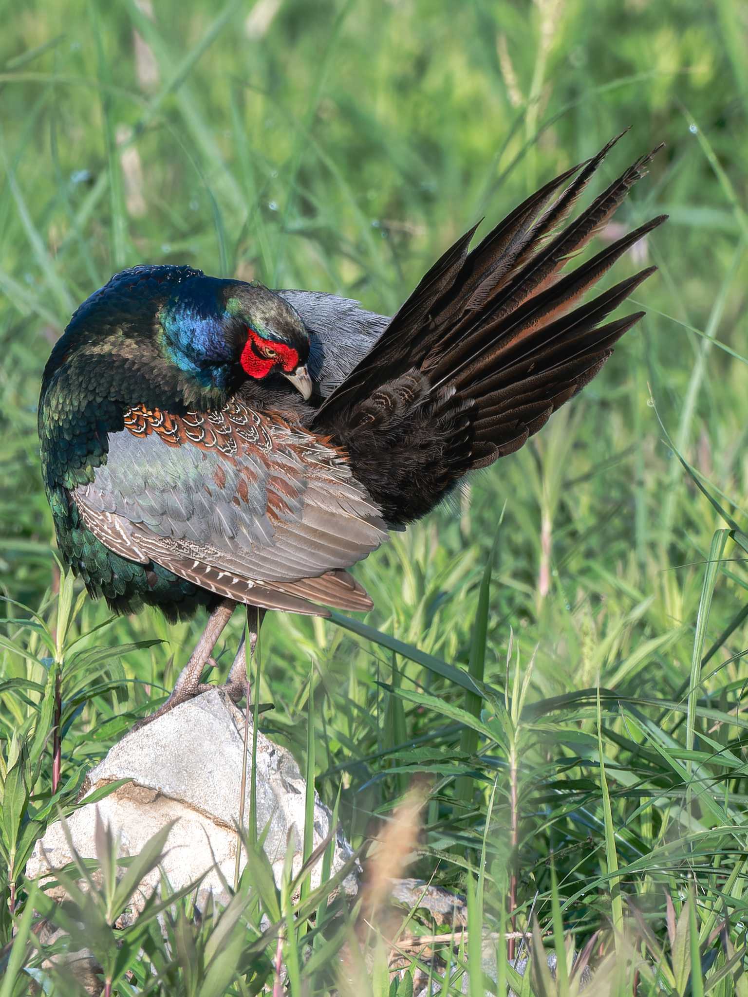 Photo of Green Pheasant at 長崎県 by ここは長崎