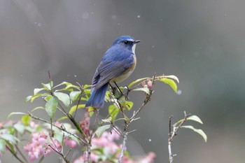 Red-flanked Bluetail Arima Fuji Park Thu, 3/21/2024