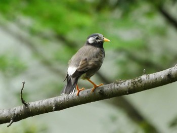 White-cheeked Starling 東京都 Sat, 4/27/2024