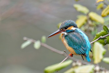 Common Kingfisher Kodomo Shizen Park Sun, 3/24/2024