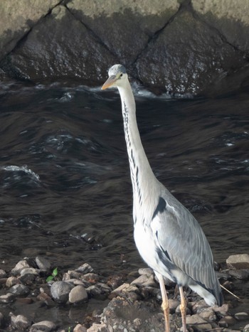 Grey Heron 岐阜市 Sat, 4/27/2024