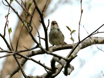 ウグイス 西岡公園(西岡水源地) 2024年4月27日(土)