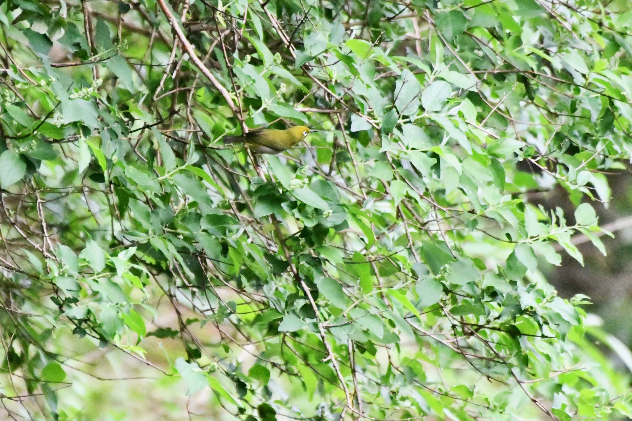 Photo of Japanese White-eye(stejnegeri) at Miyakejima Island by geto