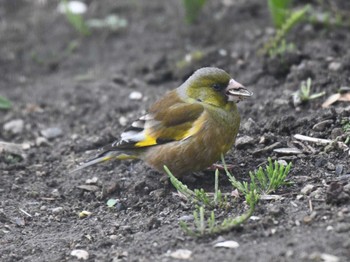 Grey-capped Greenfinch 近所の公園 Sat, 4/27/2024